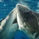 sharkwoof_